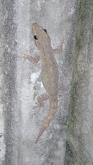 Hemidactylus frenatus