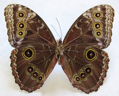 Morpho helenor narcissus