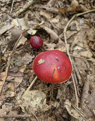 Exsudoporus