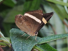 Abisara fylla
