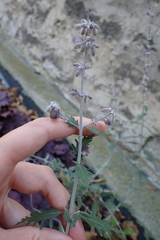 Salvia yangii