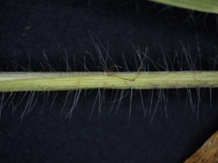 Panicum philadelphicum