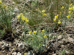 Linaria uralensis