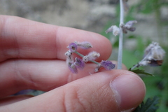 Salvia yangii