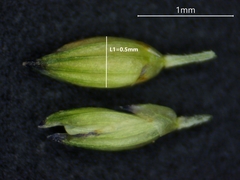 Panicum philadelphicum