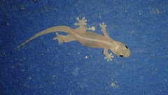 Gehyra mutilata