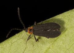 Lycinella