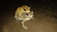 Duttaphrynus melanostictus