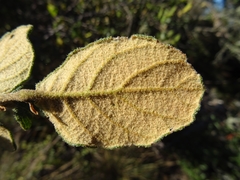 Quercus greggii