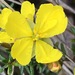 Hibbertia ericifolia acutifolia - Photo (c) helen_y, some rights reserved (CC BY-NC), uploaded by helen_y