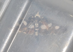 Desmia maculalis