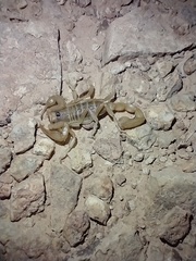 Paruroctonus becki