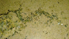 Duttaphrynus melanostictus