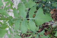 Sonchus oleraceus