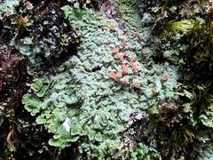 Baeomyces placophyllus