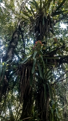 Guzmania gloriosa