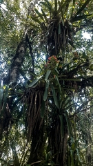 Guzmania gloriosa