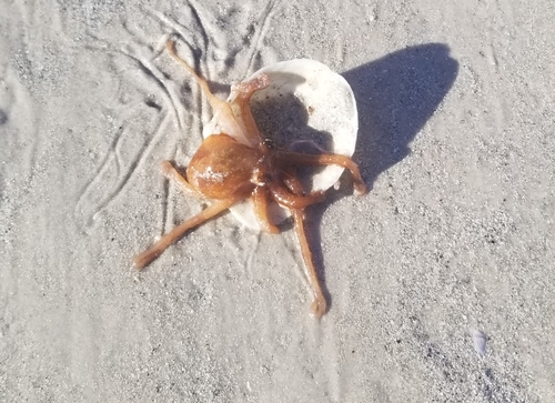 Caribbean Dwarf Octopus photographed in Florida