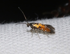 Neoheliodines hodgesi