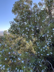 Juniperus californica