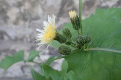 Sonchus oleraceus