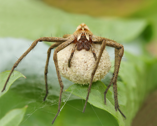 European Nursery Web spider photo 6