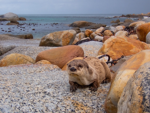 African Clawless Otter, Murdock Valley, Cape Town, 7975, South Africa, photo 9 of 10