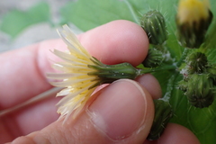 Sonchus oleraceus