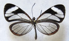 Ithomia patilla