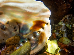 Haliotis midae