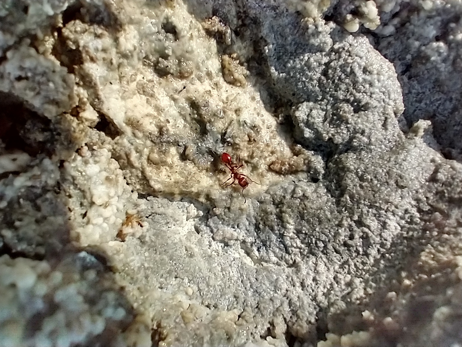 Manica invidia