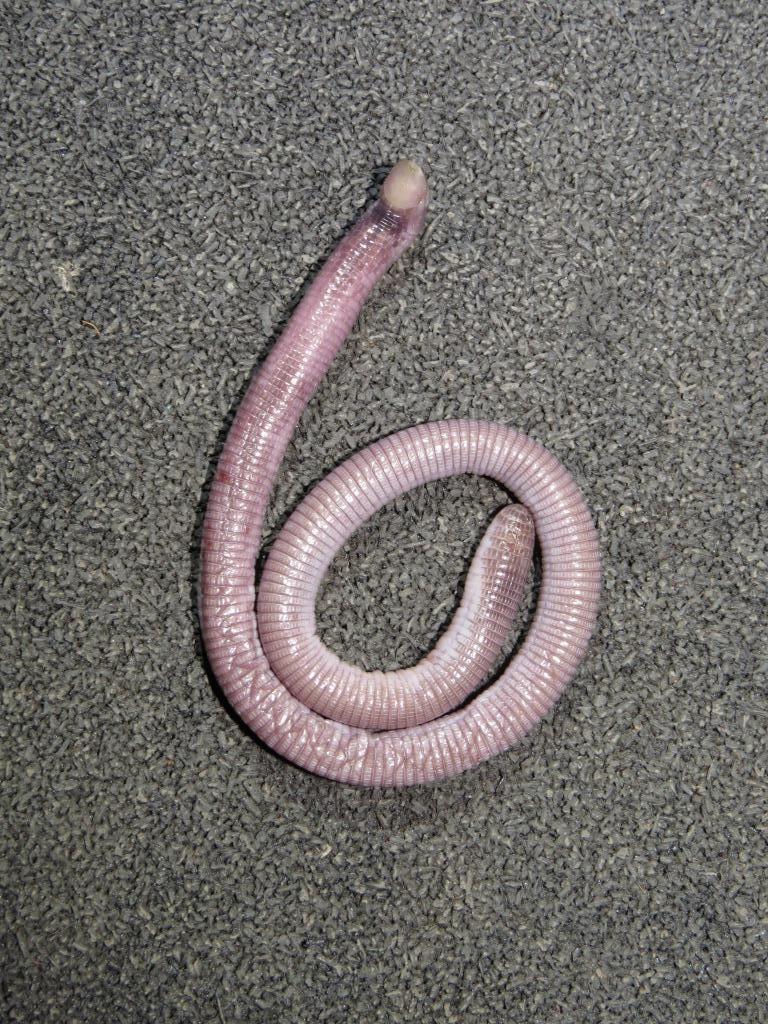 Dusky Spade-Snouted Worm Lizard