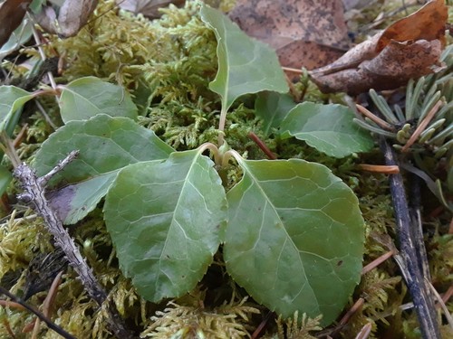 Vienašalė užgina nuotrauka