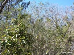 Phillyrea angustifolia