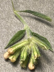 Glandularia × hybrida