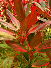 Cordyline fruticosa