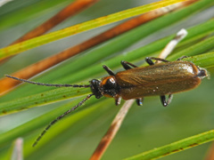 Rhagonycha maculicollis
