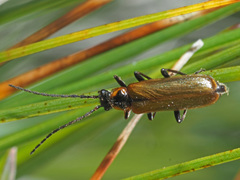 Rhagonycha maculicollis