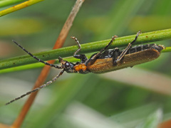 Rhagonycha maculicollis
