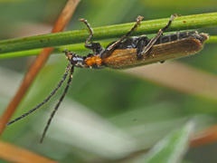 Rhagonycha maculicollis