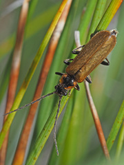 Rhagonycha maculicollis