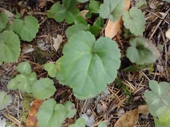 Veronica californica