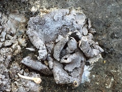 Dermatocarpon schaechtelinii