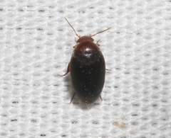 Eucinetidae