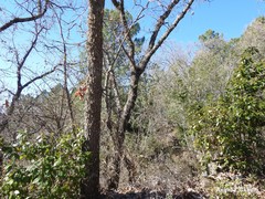 Phillyrea angustifolia