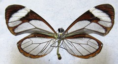 Ithomia patilla