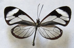 Ithomia patilla