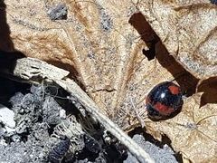 Cheilomenes sexmaculata