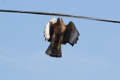 Buteo jamaicensis × lineatus