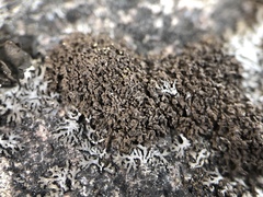 Endocarpon pulvinatum